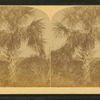 [Palm tree. Florida.]