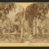 [View of palm trees.]