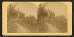 View of a forest trail.