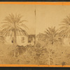 St. Augustine, Date Palm.