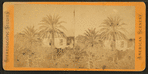 St. Augustine, Date Palm.
