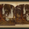 Live Oak Trees.