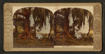Live Oak Trees.