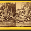 Century plant.