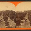 The Orange grove