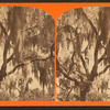 Spanish Moss.