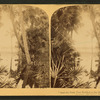 And the Palm Tree Nodded to the Mirror in the Jungle."