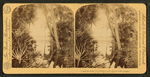 And the Palm Tree Nodded to the Mirror in the Jungle."