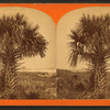Palmetto on St. John's.