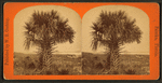 Palmetto on St. John's.