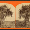 Cabbage palmetto.