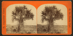 Cabbage palmetto.