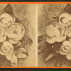 Florida Magnolias, on Honl. A. Gilbert's place.