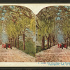 Under the Live Oaks of a Florida Highway.