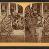 Florida Door Yard, Banana and Century Plant.