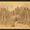 Pampas Grass, Florida.