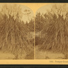 Pamapas Grass, Florida.
