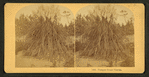 Pamapas Grass, Florida.