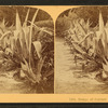 Hedge of Century Plants. Florida.