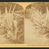 Hedge of Century Plants, Florida. U. S. A.