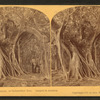 Florida --The Great Banyan or Indiarubber tree. Largest in America.