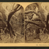 Black Rubber Tree, Fla., U. S. A.