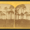 Pine Barren.