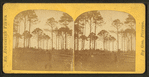Pine Barren.