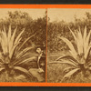 Century Plant.