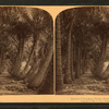 Avenue of Cocoanut Palms, Florida, U. S. A.