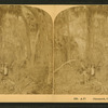 A Florida Hammock, U. S. A.