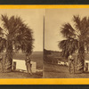 Palmetto