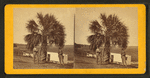 Palmetto