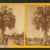 Cabbage palmetto.