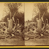 Century Plant.