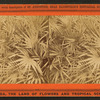 Scrub or Saw Palmetto.