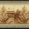 Blossom from the Spanish Bayonet.