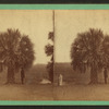 Palmetto Tree.