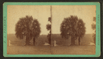 Palmetto Tree.