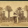The Fan-Leaf palm.