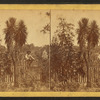 Spanish Bayonet.