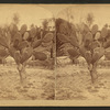 View of a cactus plant.