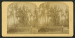Man with rifle standing near a road.
