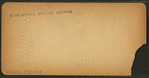Alligator, Florida.