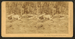 Terrors of the alligator swamp, Florida.
