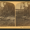 Alligators taking a sun bath, Florida.