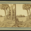 An Alligator sunning himself on the St. John's River, Fla.