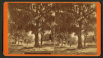 Street, Tallahassee, Fla. [view of Spanish-moss-covered trees]