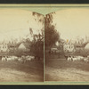 Herd of goats on a farm near Tallahassee, Fla.