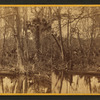 Silver Springs Run, Fla. Spearing Fish.